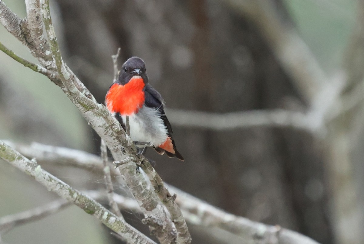 Mistletoebird - ML646037849