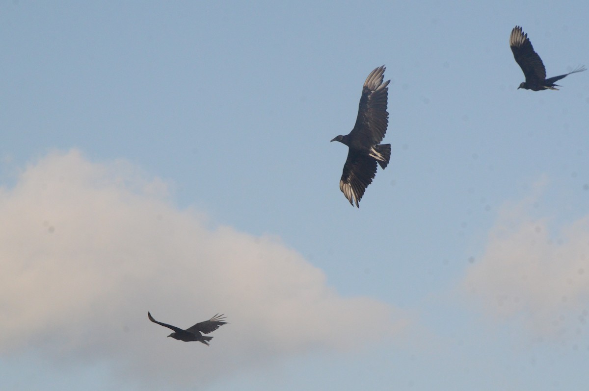 Black Vulture - ML646037852