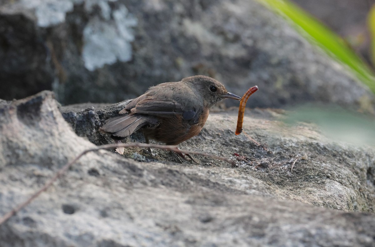 Rockwarbler - ML646037861