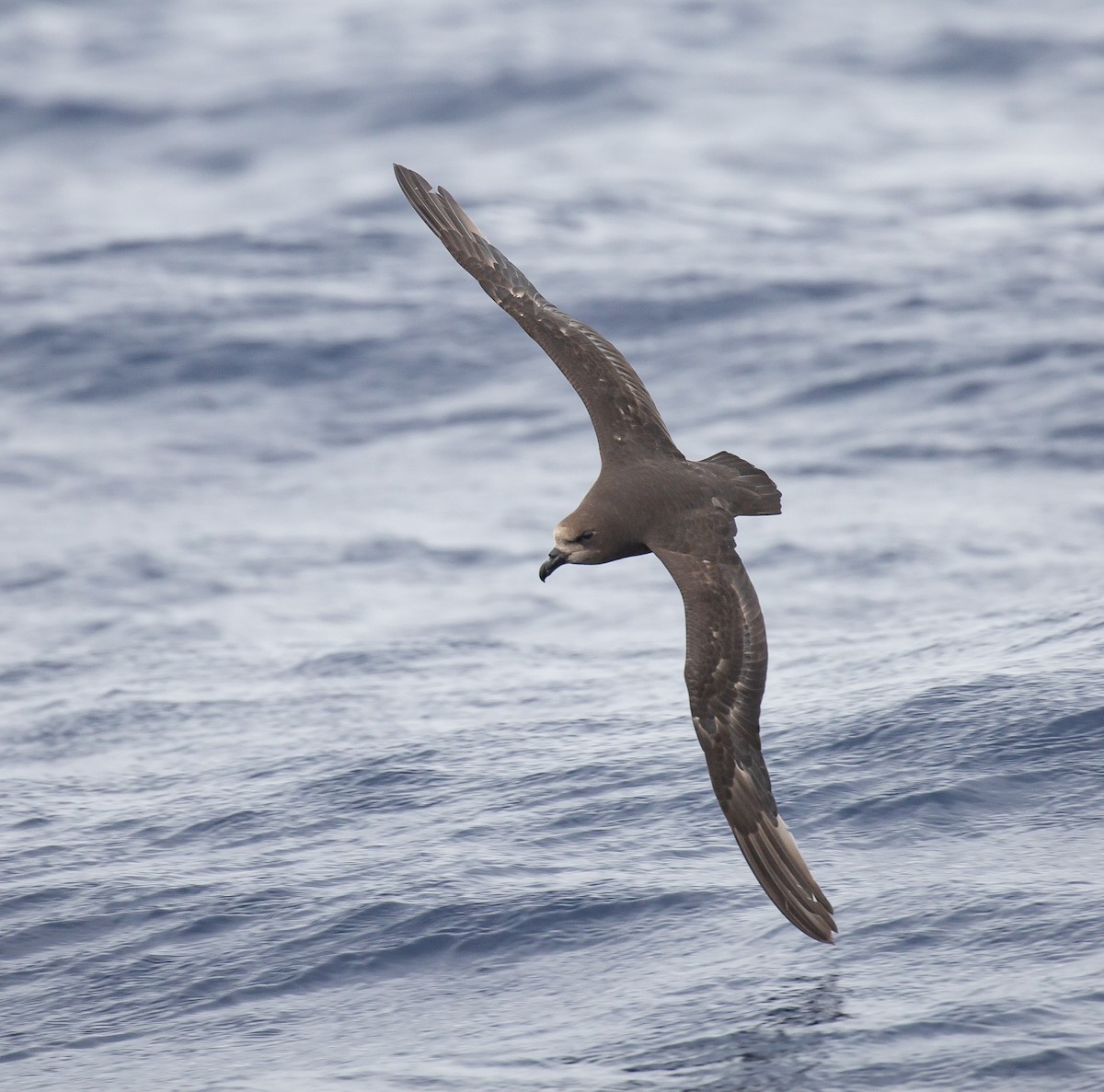 Gray-faced Petrel - ML646037870