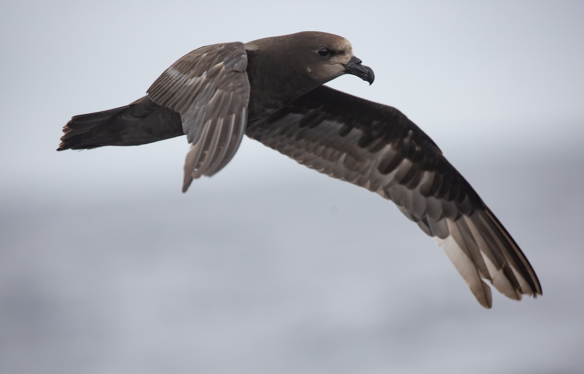 Gray-faced Petrel - ML646037871