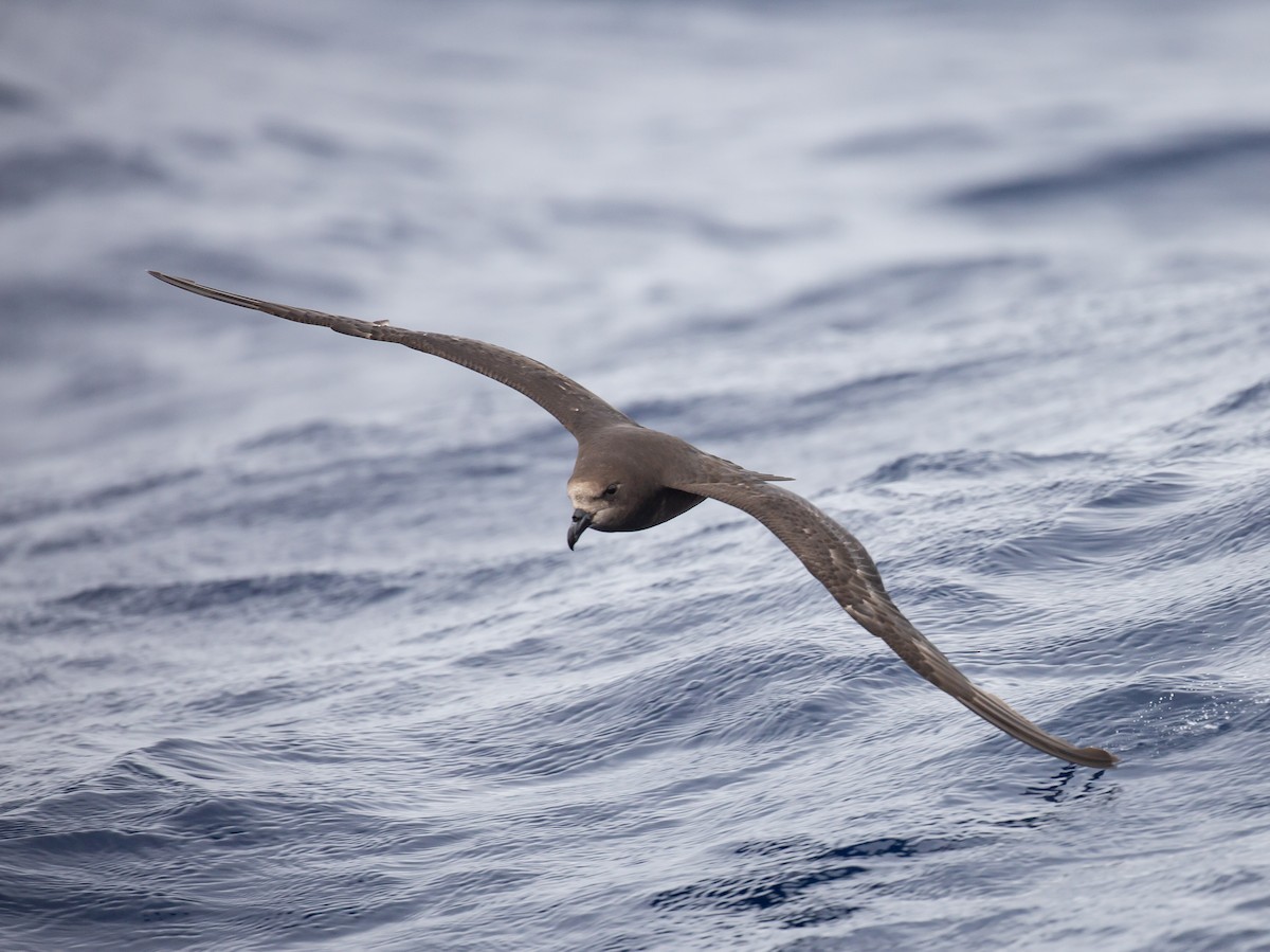 Gray-faced Petrel - ML646037872