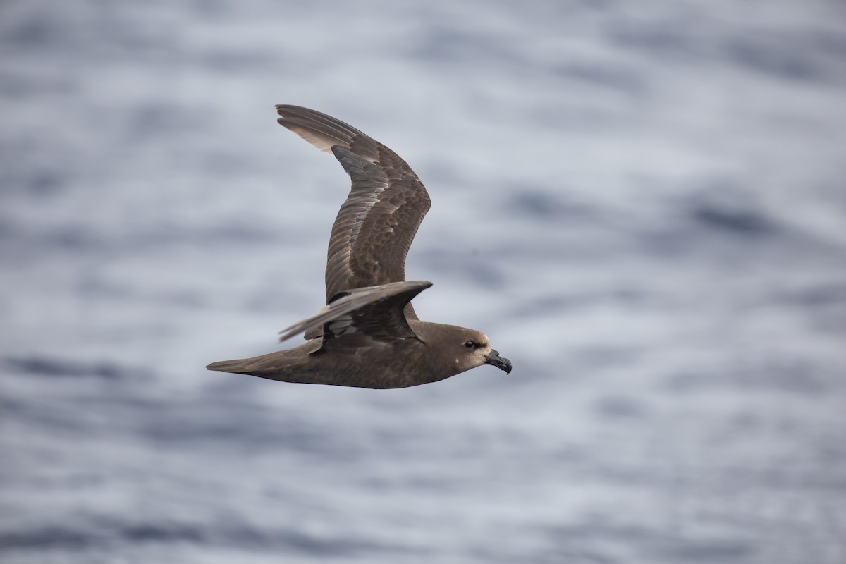 Gray-faced Petrel - ML646037873