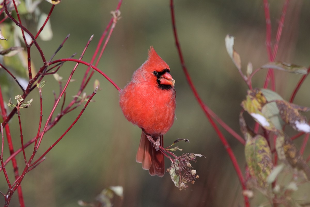 Northern Cardinal - ML646037879