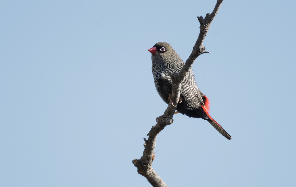 Beautiful Firetail - ML646037883