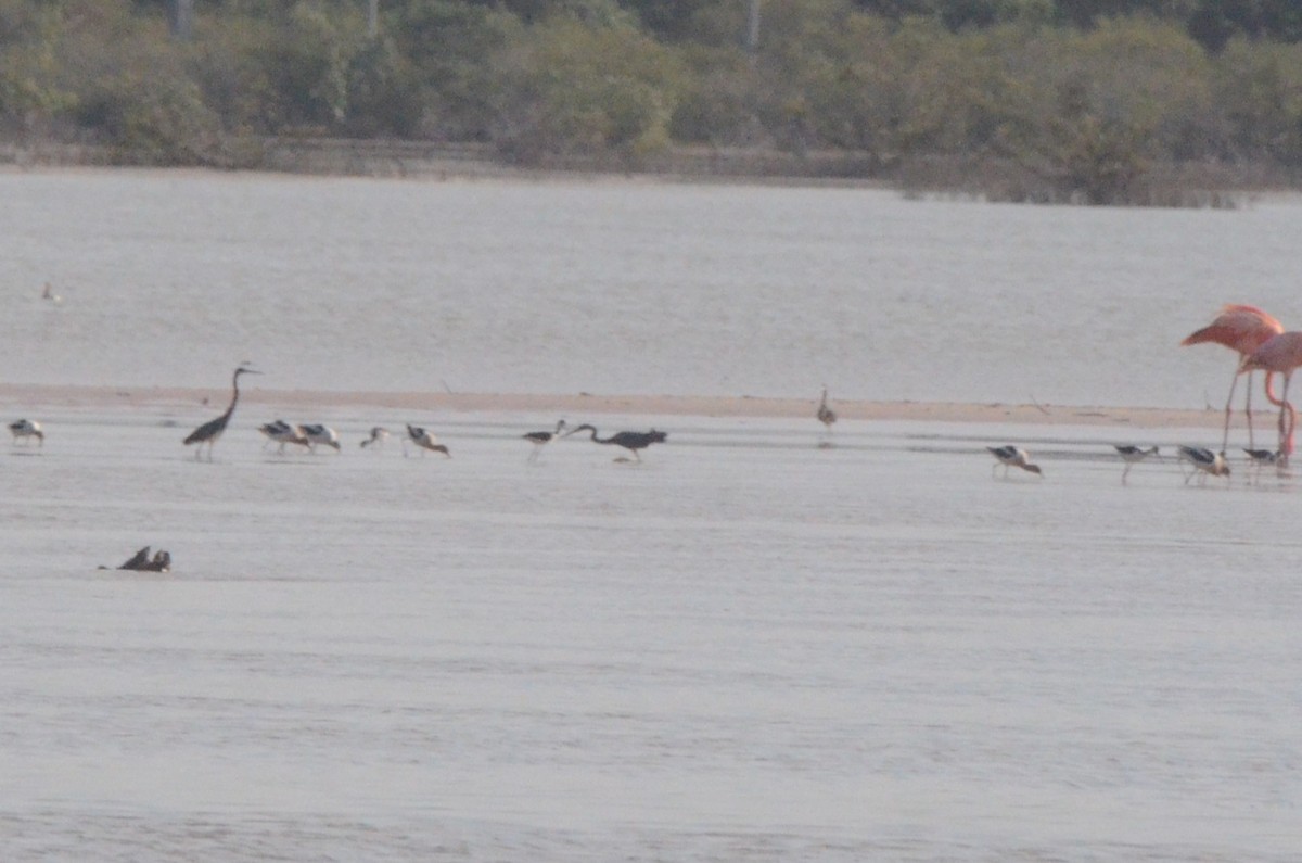 American Avocet - ML646037884