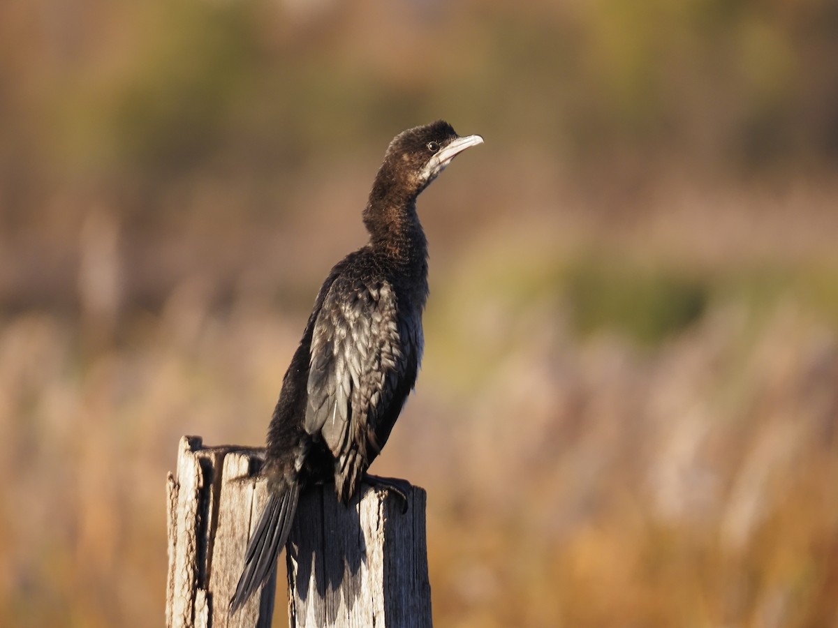 Баклан малий - ML646037888