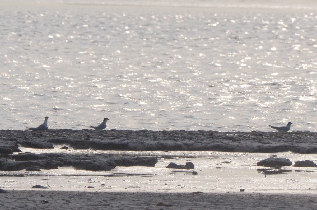 Least Tern - ML646037902