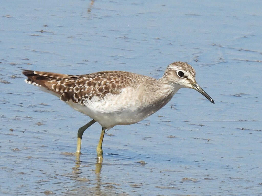 vodouš bahenní - ML646037903