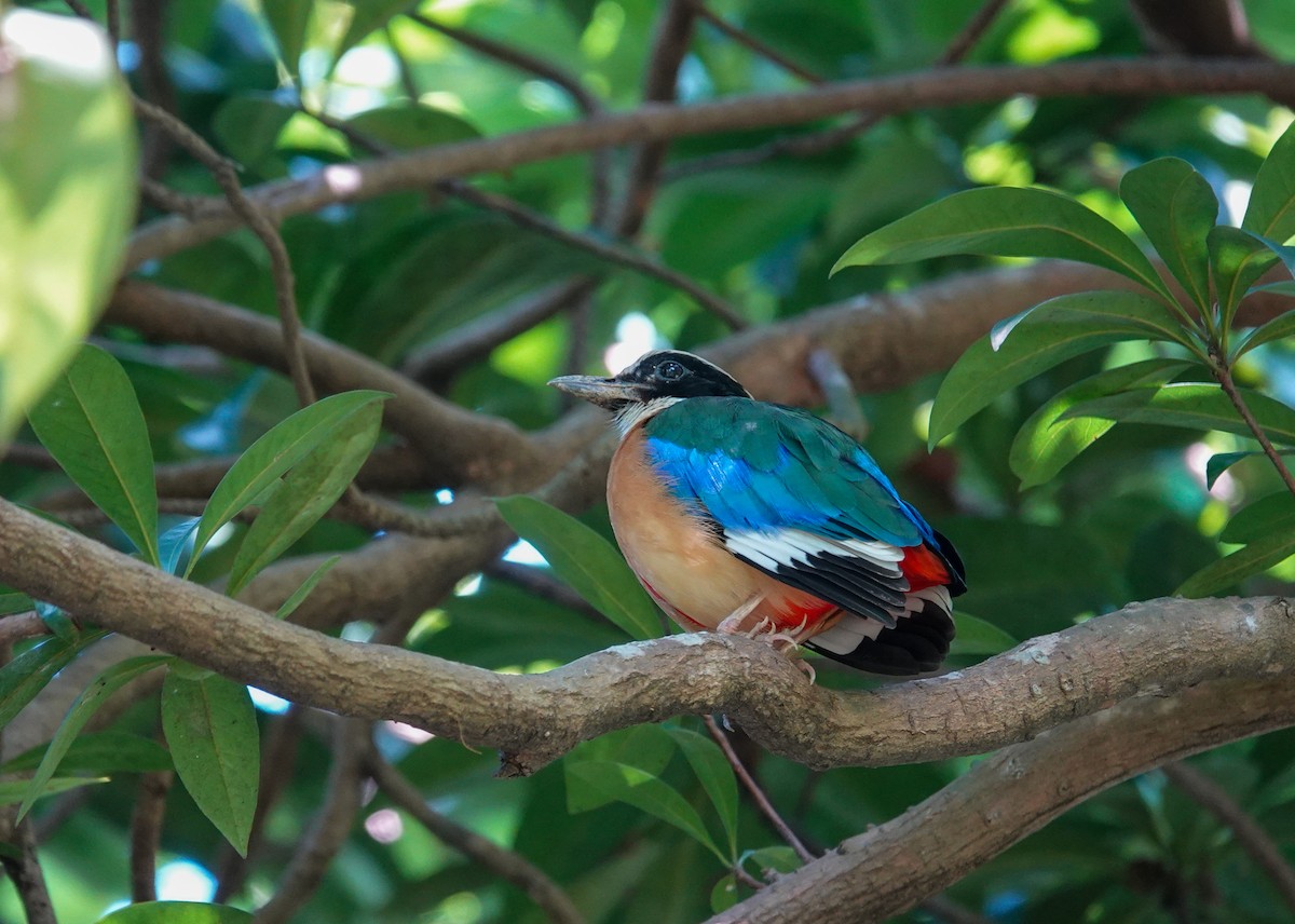 藍翅八色鳥 - ML646037904