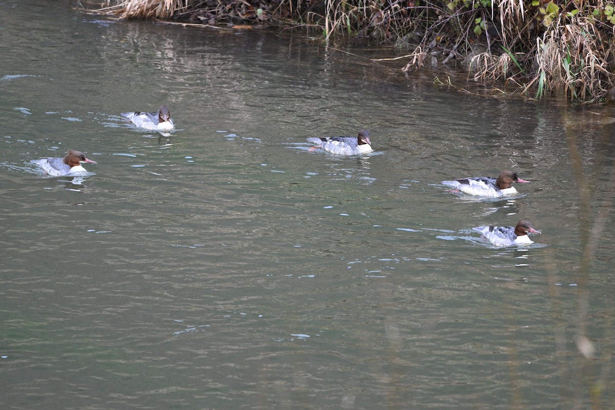 Common Merganser - ML646037905