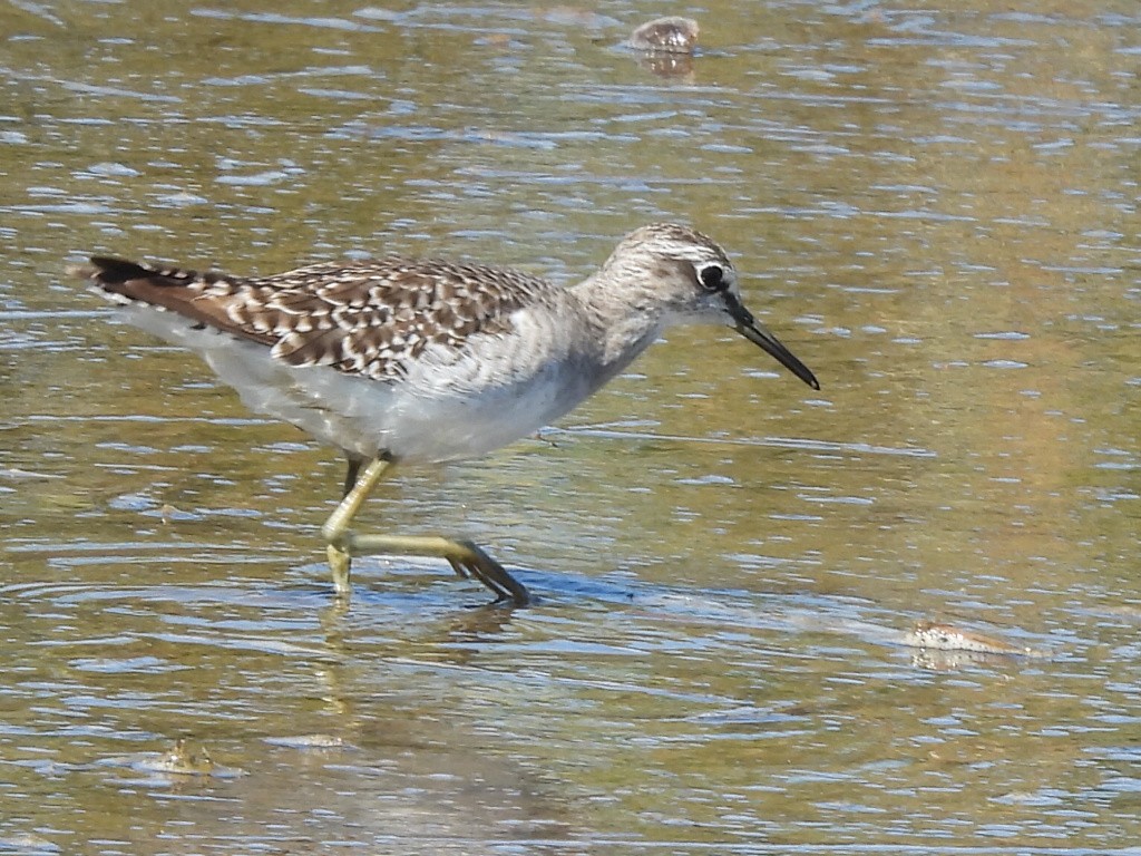 vodouš bahenní - ML646037906