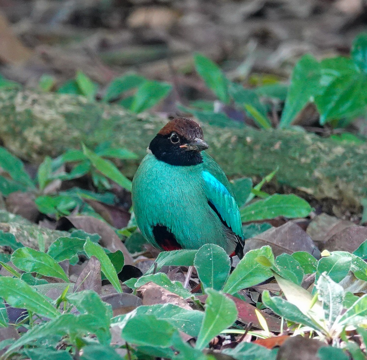 綠胸八色鳥 - ML646037907