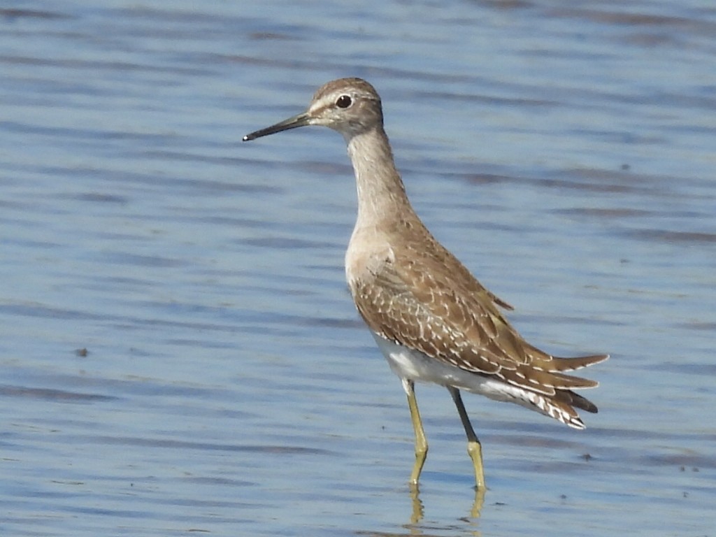 vodouš bahenní - ML646037909