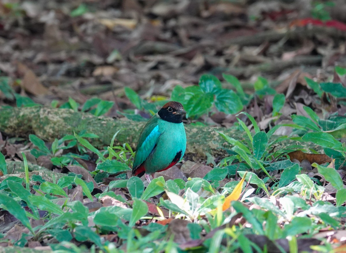 綠胸八色鳥 - ML646037910