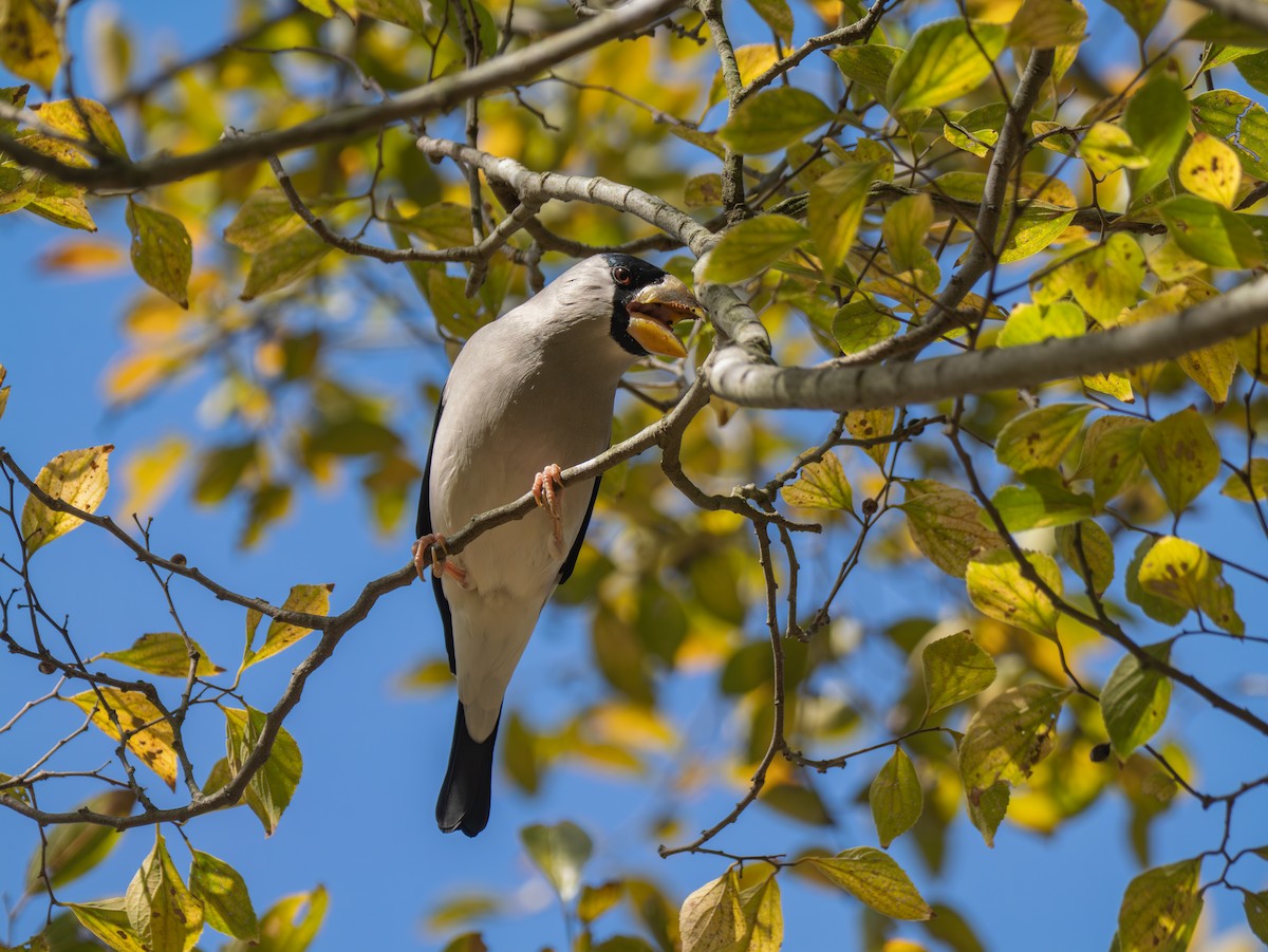 Japanese Grosbeak - ML646037912