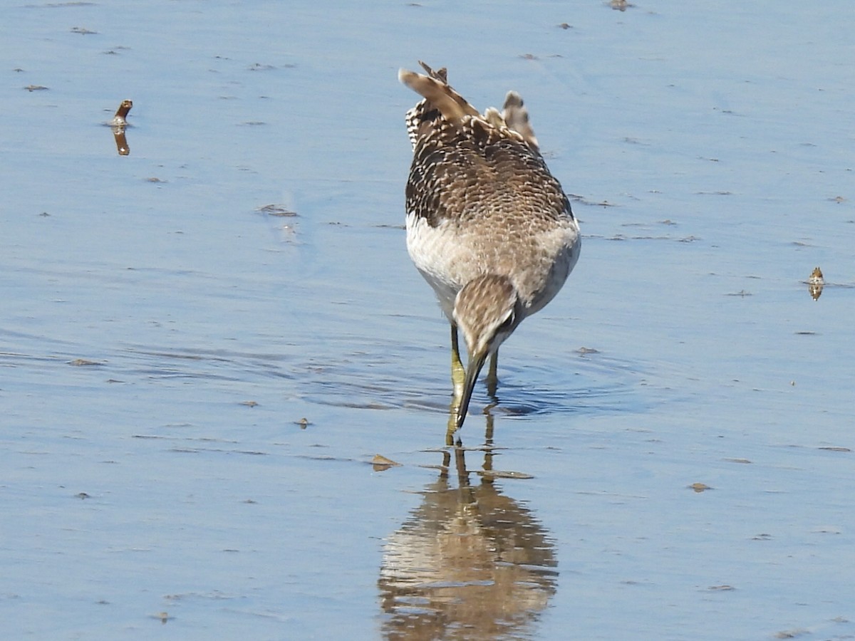 vodouš bahenní - ML646037913