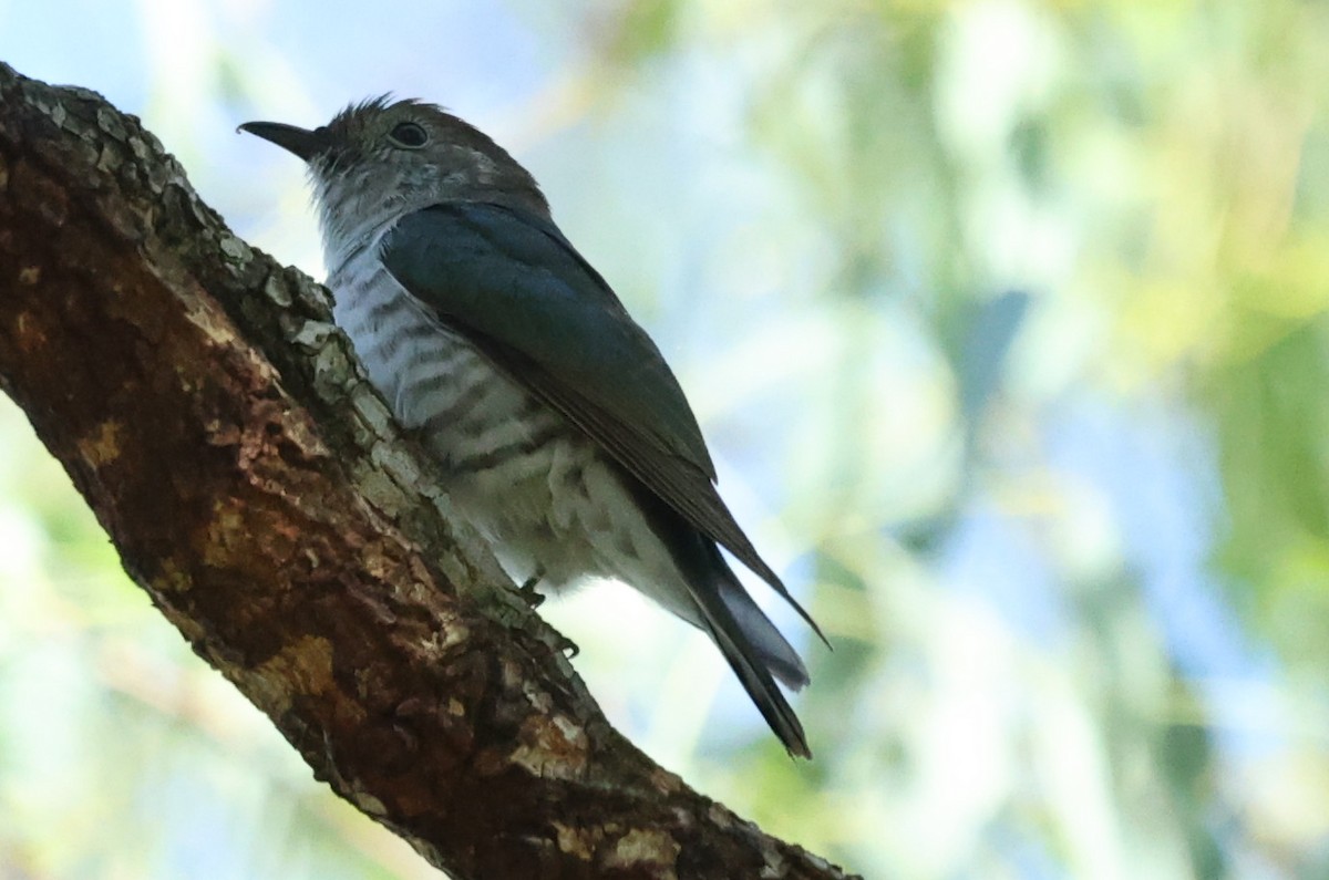 Shining Bronze-Cuckoo - ML646037915