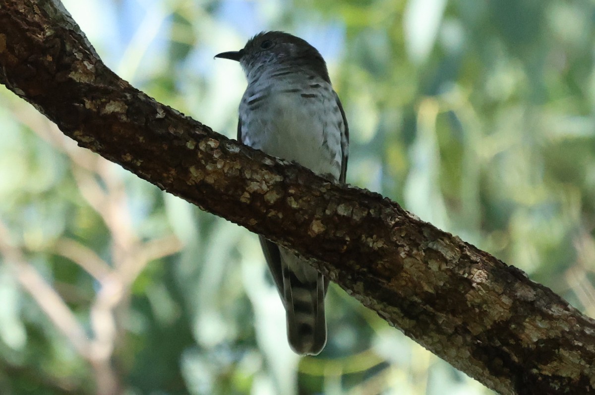 Shining Bronze-Cuckoo - ML646037916