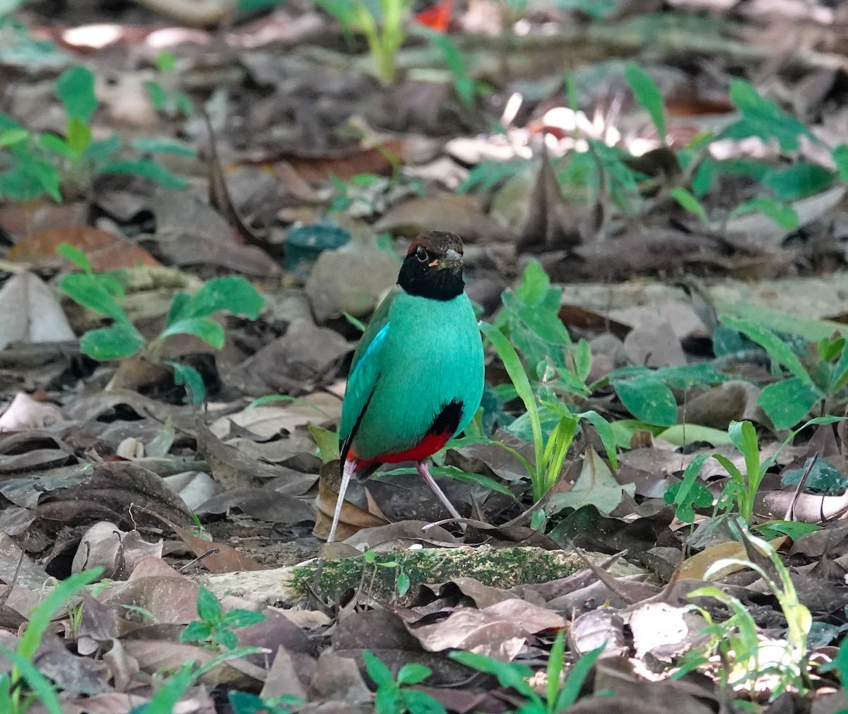 綠胸八色鳥 - ML646037917