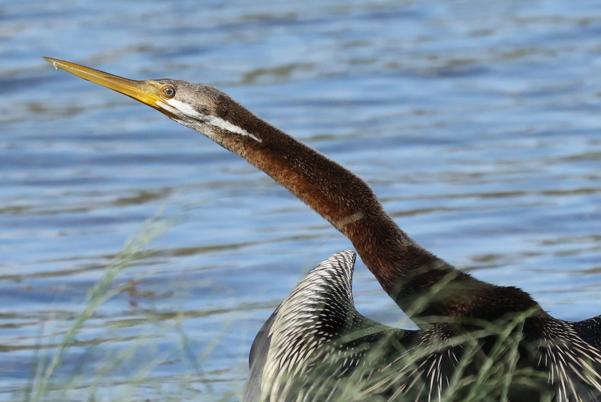 Australasian Darter - ML646037920
