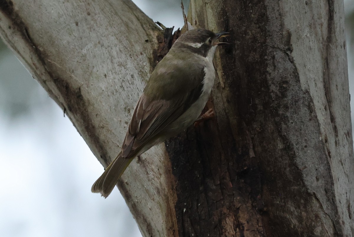 Brown-headed Honeyeater - ML646037924