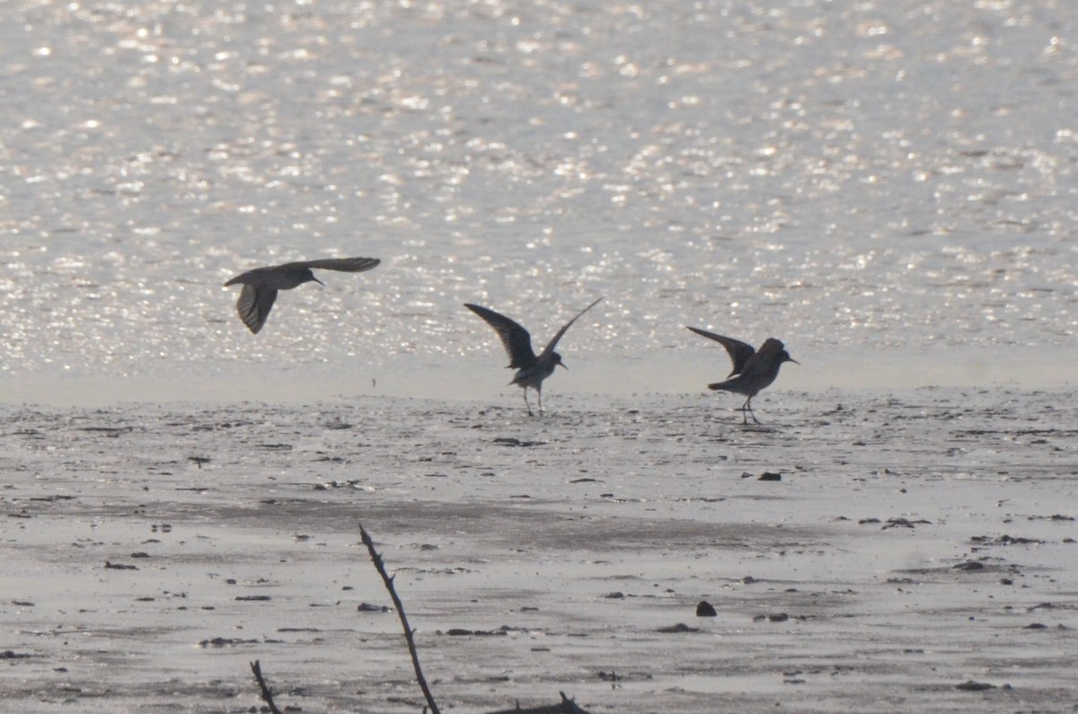 コシジロウズラシギ - ML646037930