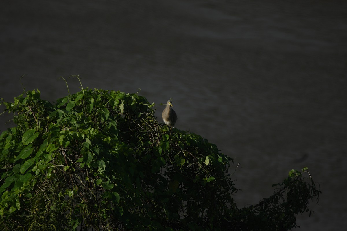 Indian Pond-Heron - ML646037932