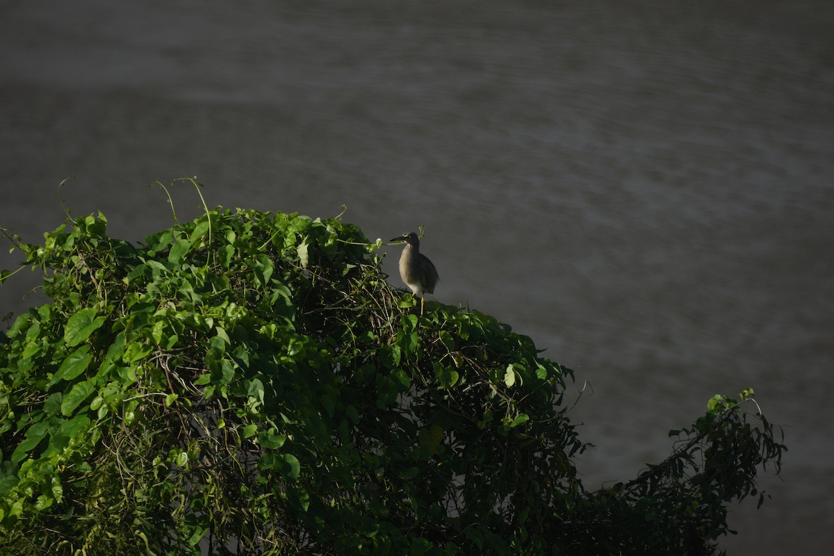 Indian Pond-Heron - ML646037933
