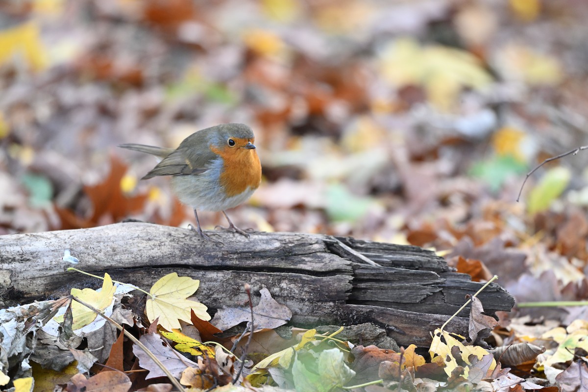 European Robin - ML646037934