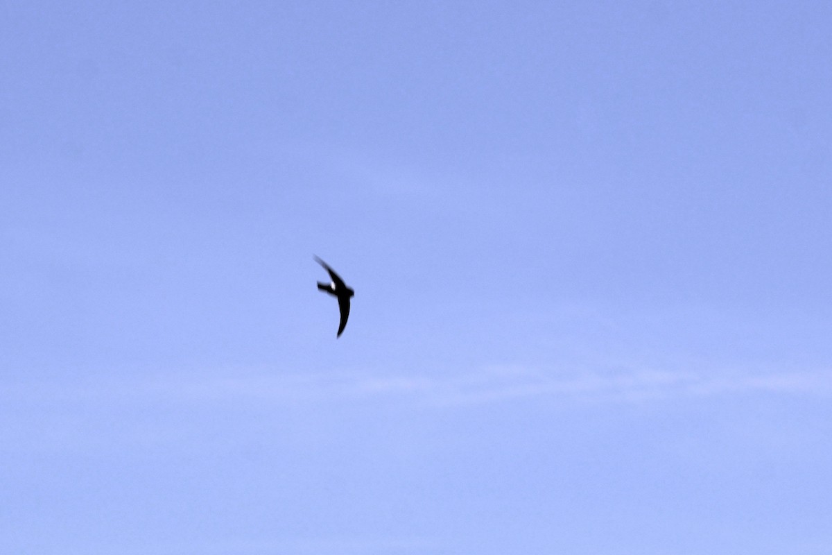 White-rumped Swiftlet - ML646037938