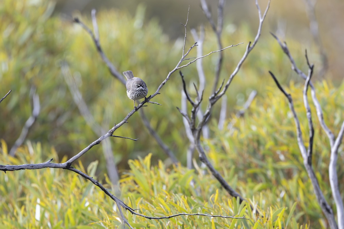Spotted Scrubwren - ML646037939