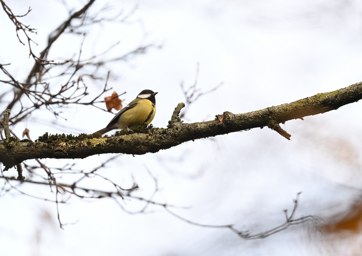 Great Tit - ML646037940
