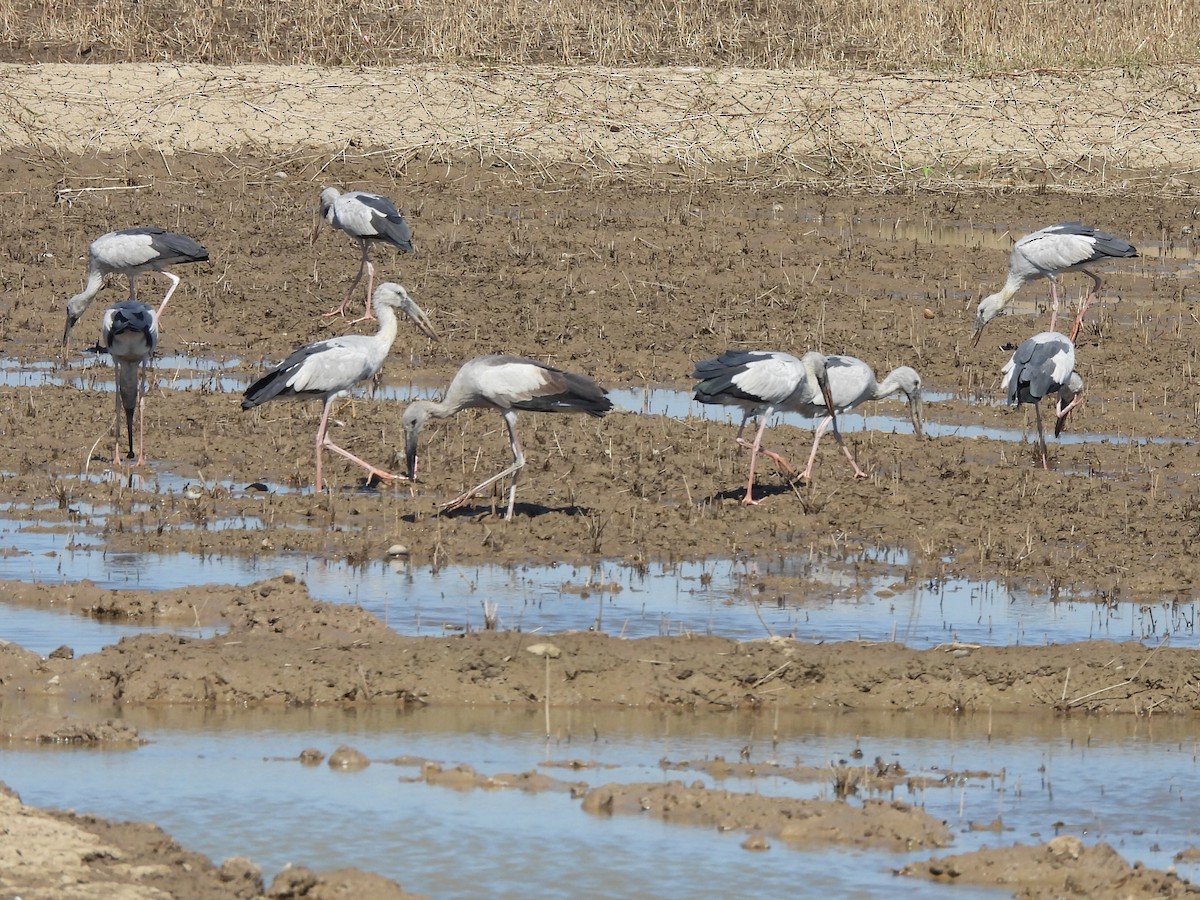Индийский аист-разиня - ML646037941