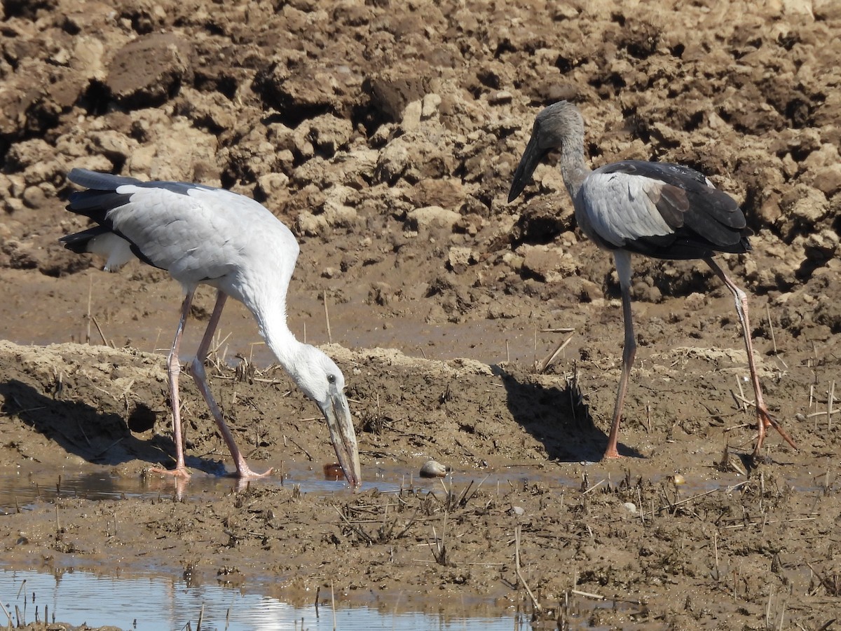 Индийский аист-разиня - ML646037942