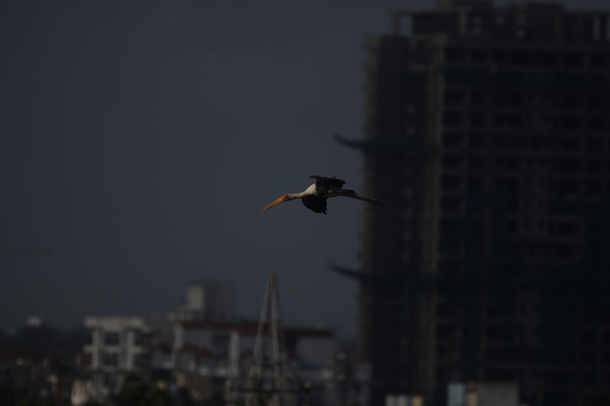 Расписной клювач - ML646037943