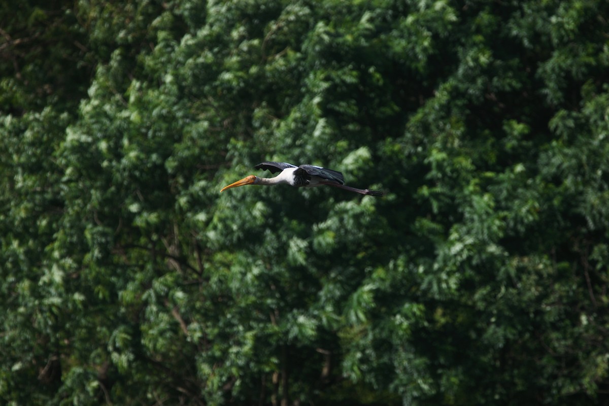 Расписной клювач - ML646037944