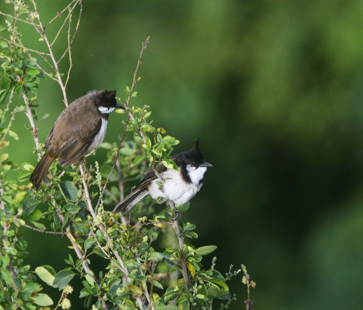 Красноухий бюльбюль - ML646037945