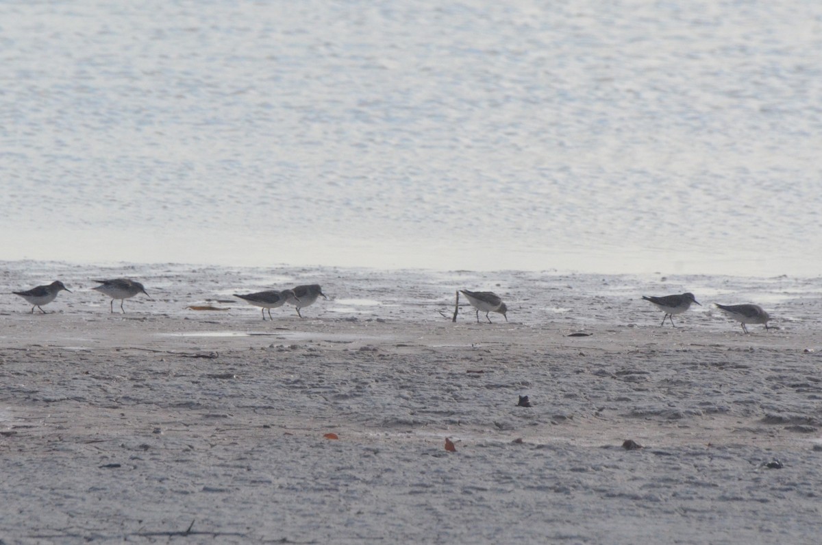 Бонапартов песочник - ML646037946