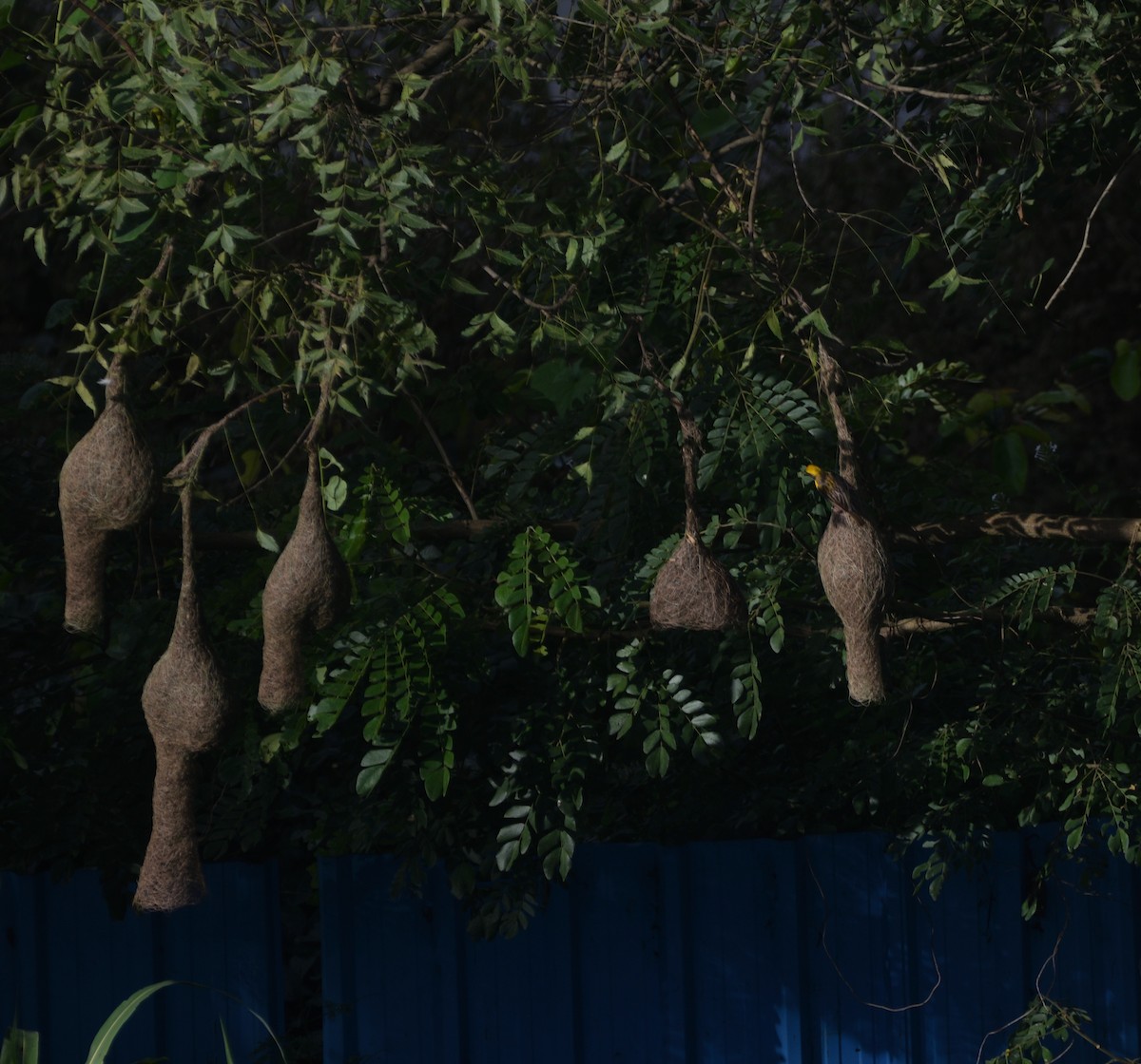 Ткач-байя - ML646037947