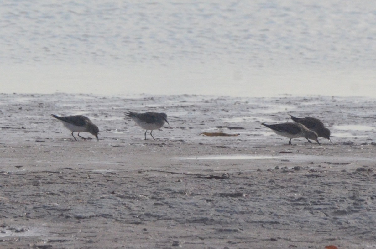 Бонапартов песочник - ML646037950