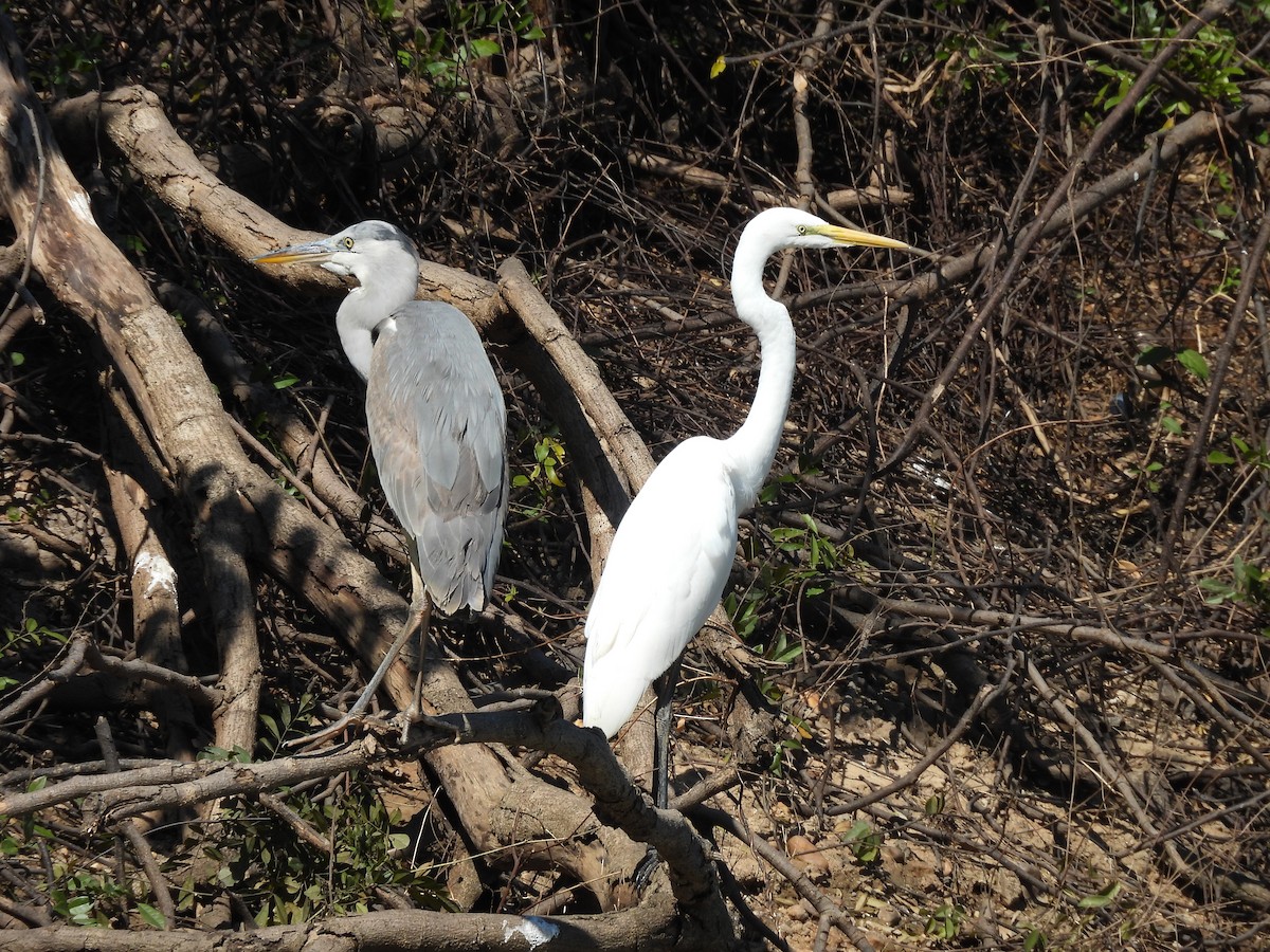 Серая цапля - ML646037951