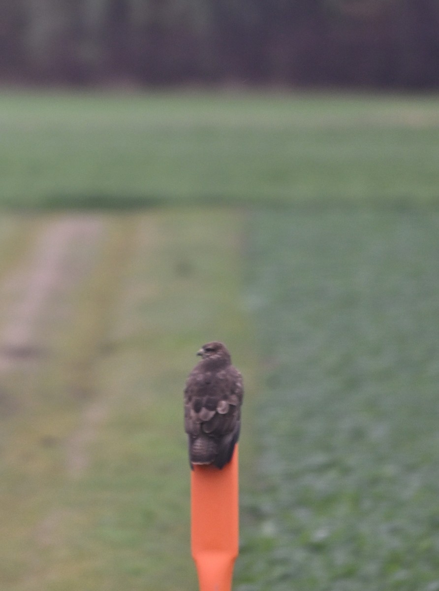 Канюк - ML646037953