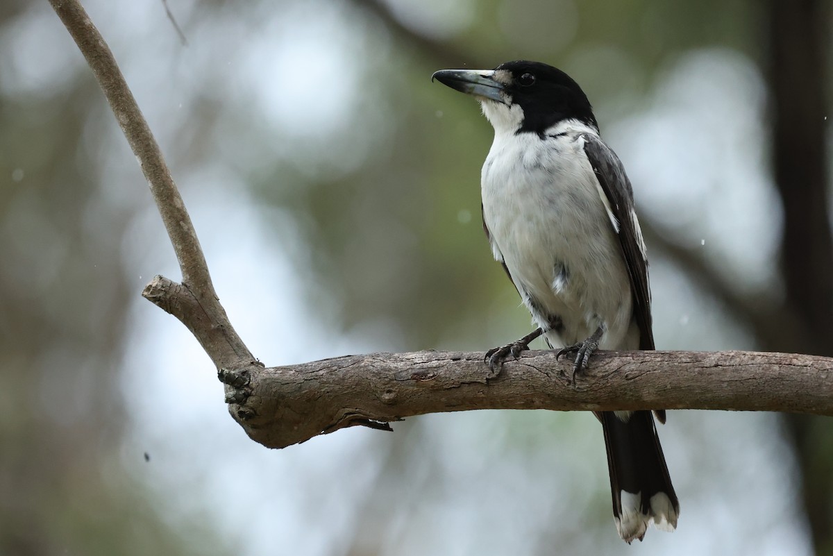 Серая флейтовая птица - ML646037954