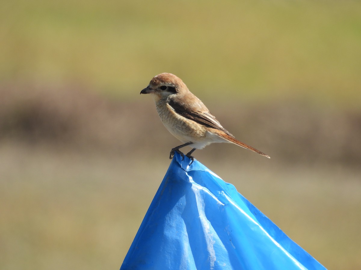 Сибирский жулан - ML646037955