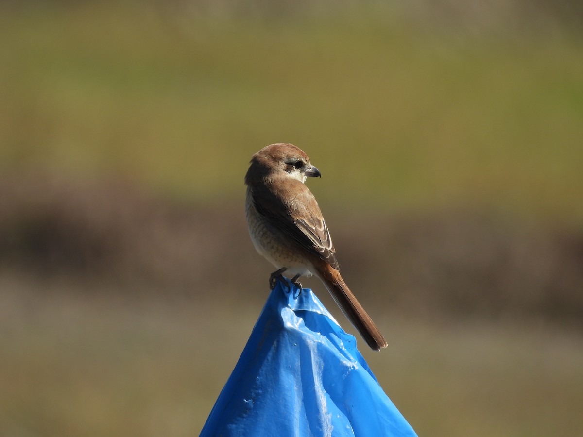 Сибирский жулан - ML646037956