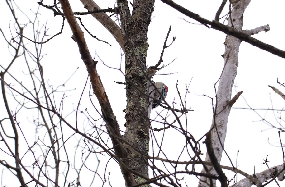 Каролинский дятел - ML646037957