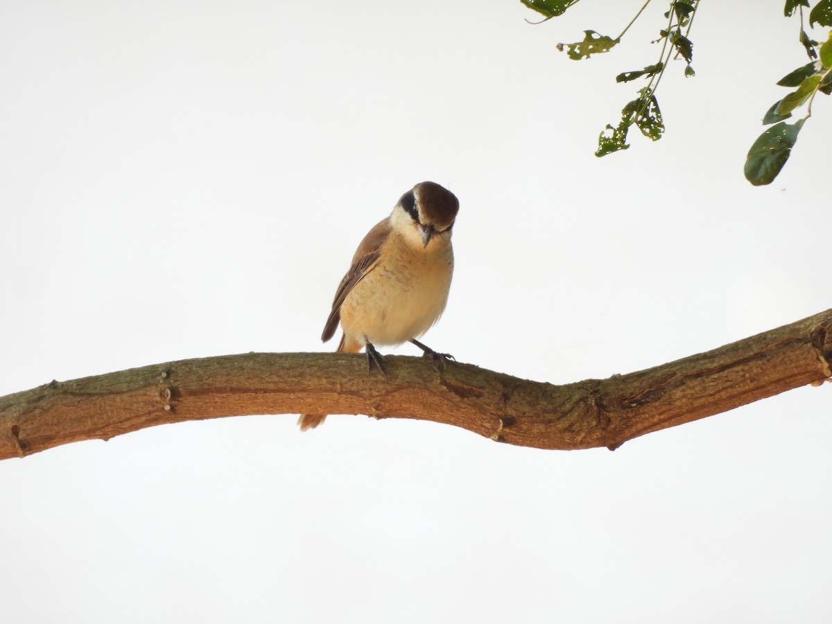 Сибирский жулан - ML646037958