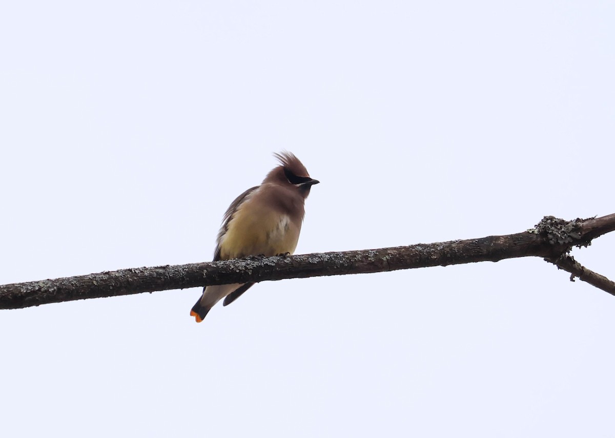 Кедровый свиристель - ML646037959