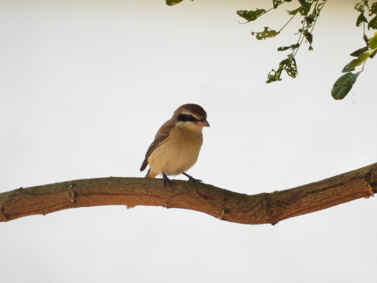 Сибирский жулан - ML646037960